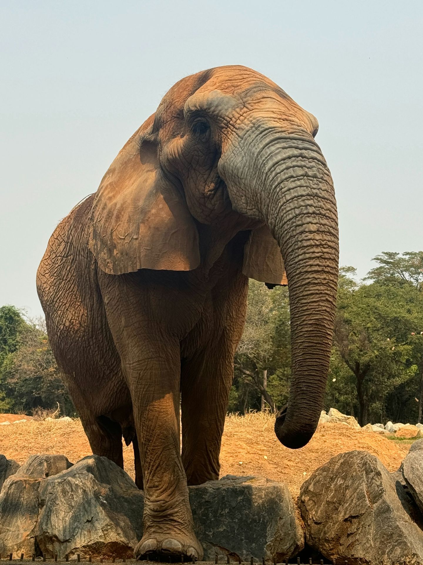 An elephant standing on top of a pile of rocks